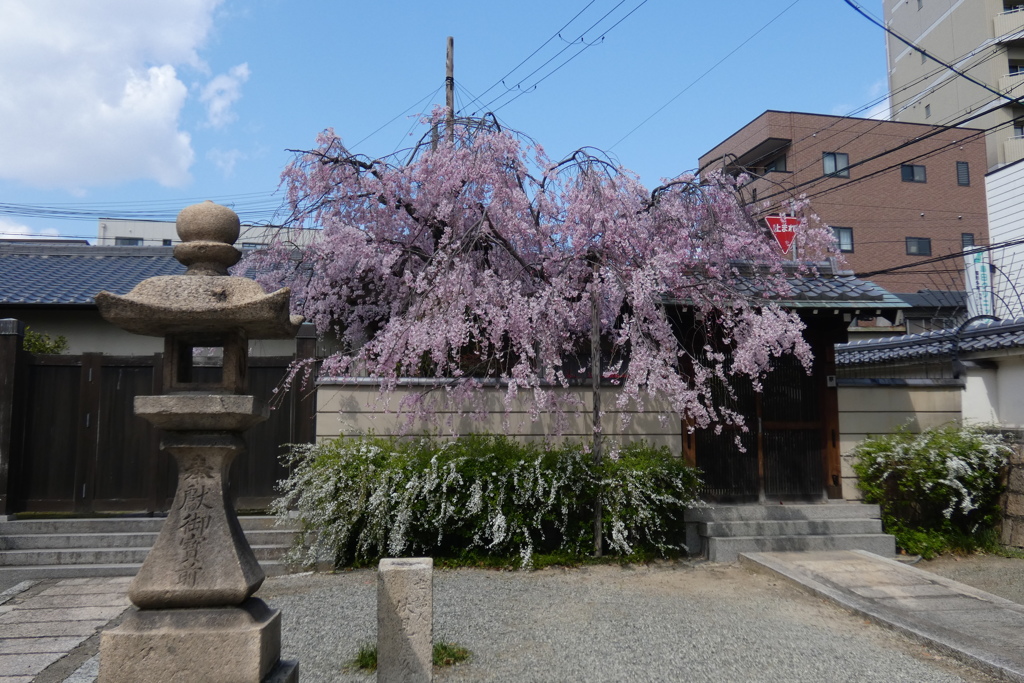 石灯籠と枝垂桜と雪柳