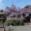 石灯籠と枝垂桜と雪柳