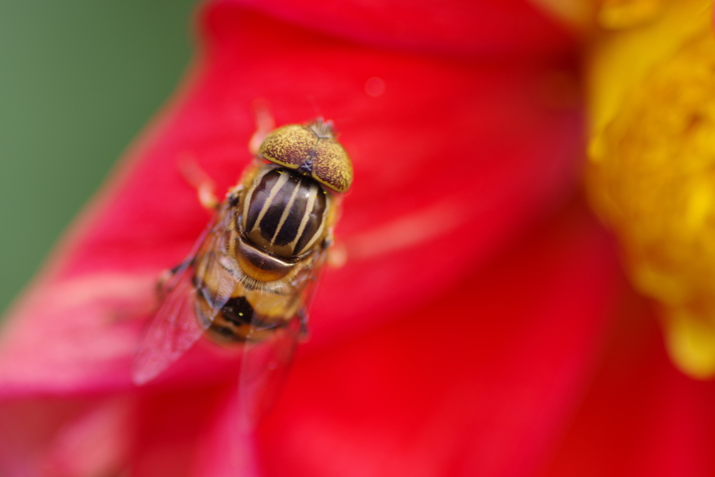 ダリアに黄腰花虻
