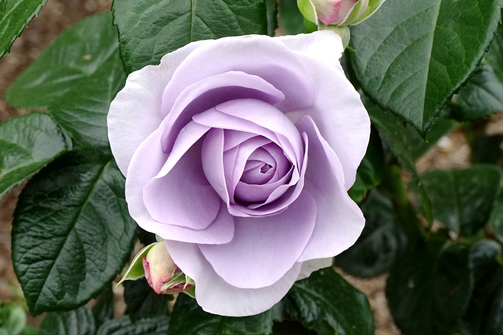 Blue Bajou