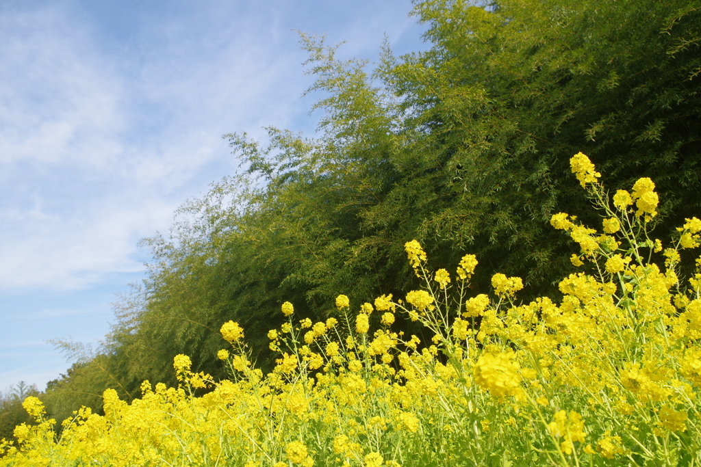 寒咲花菜と竹林