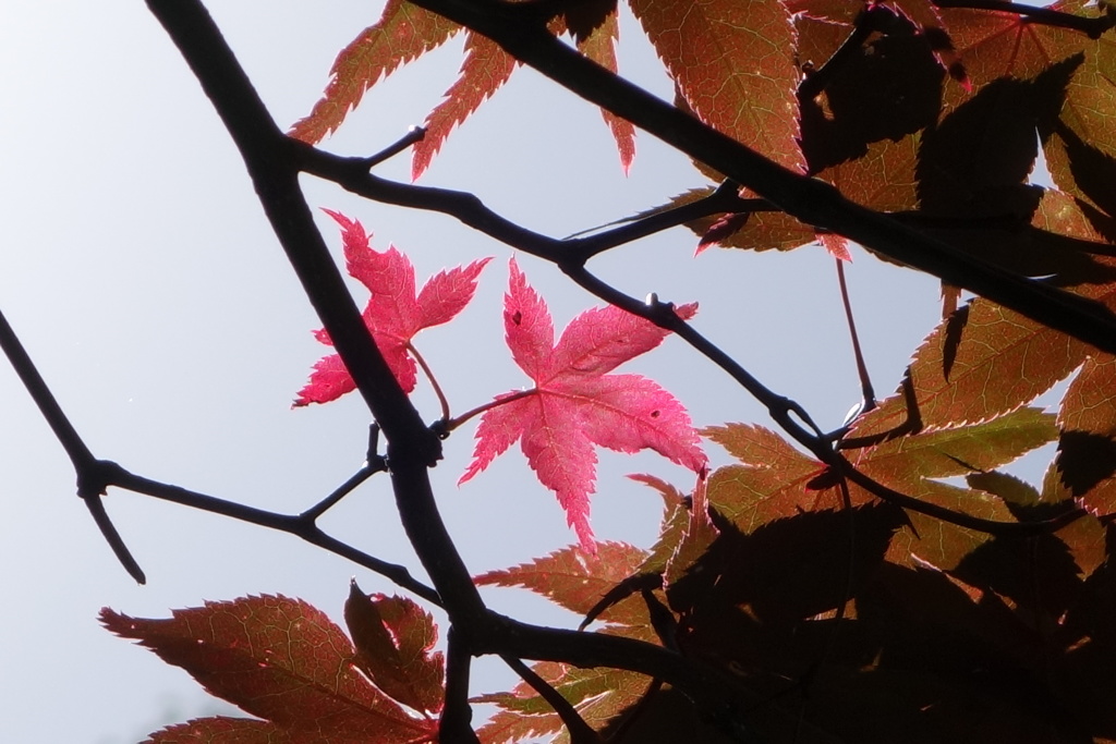 二枚だけの赤い紅葉