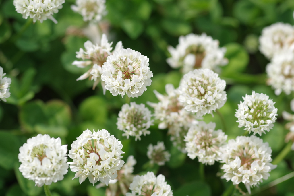 一面白詰草の一部