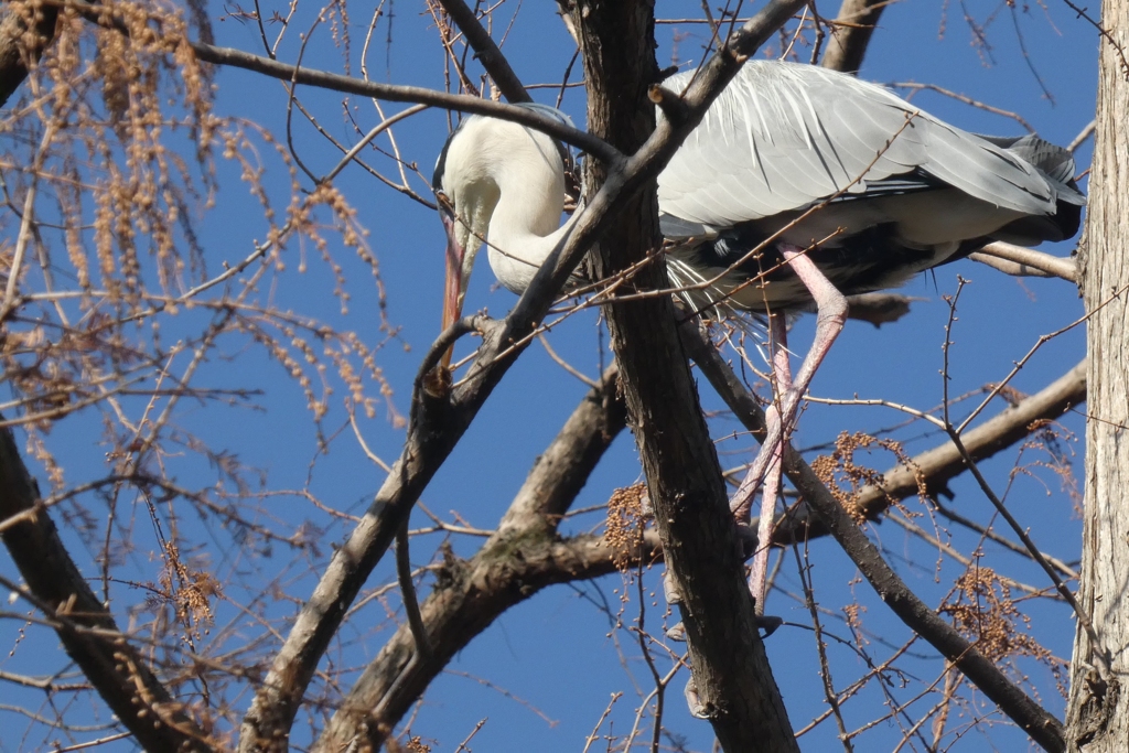 枝の向こうの蒼鷺