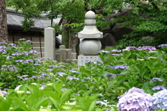 四天王寺の紫陽花①