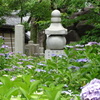 四天王寺の紫陽花①