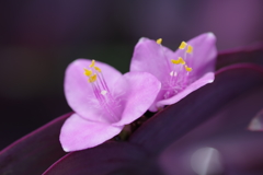 紫御殿-長居公園