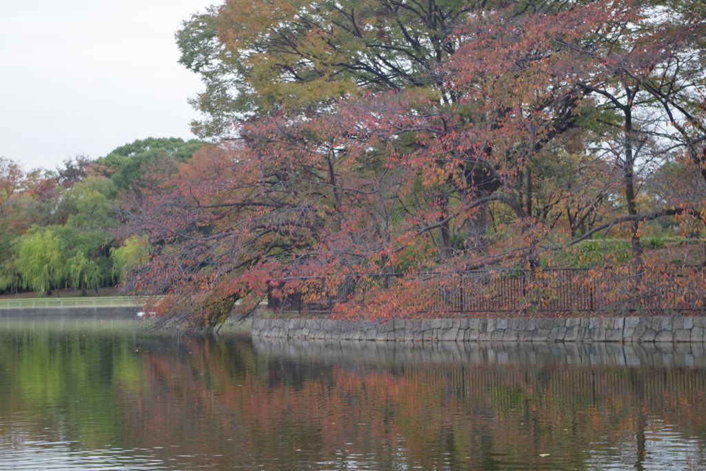 桜葉映葉