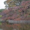 桜葉映葉