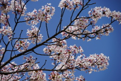 晴天の残り桜