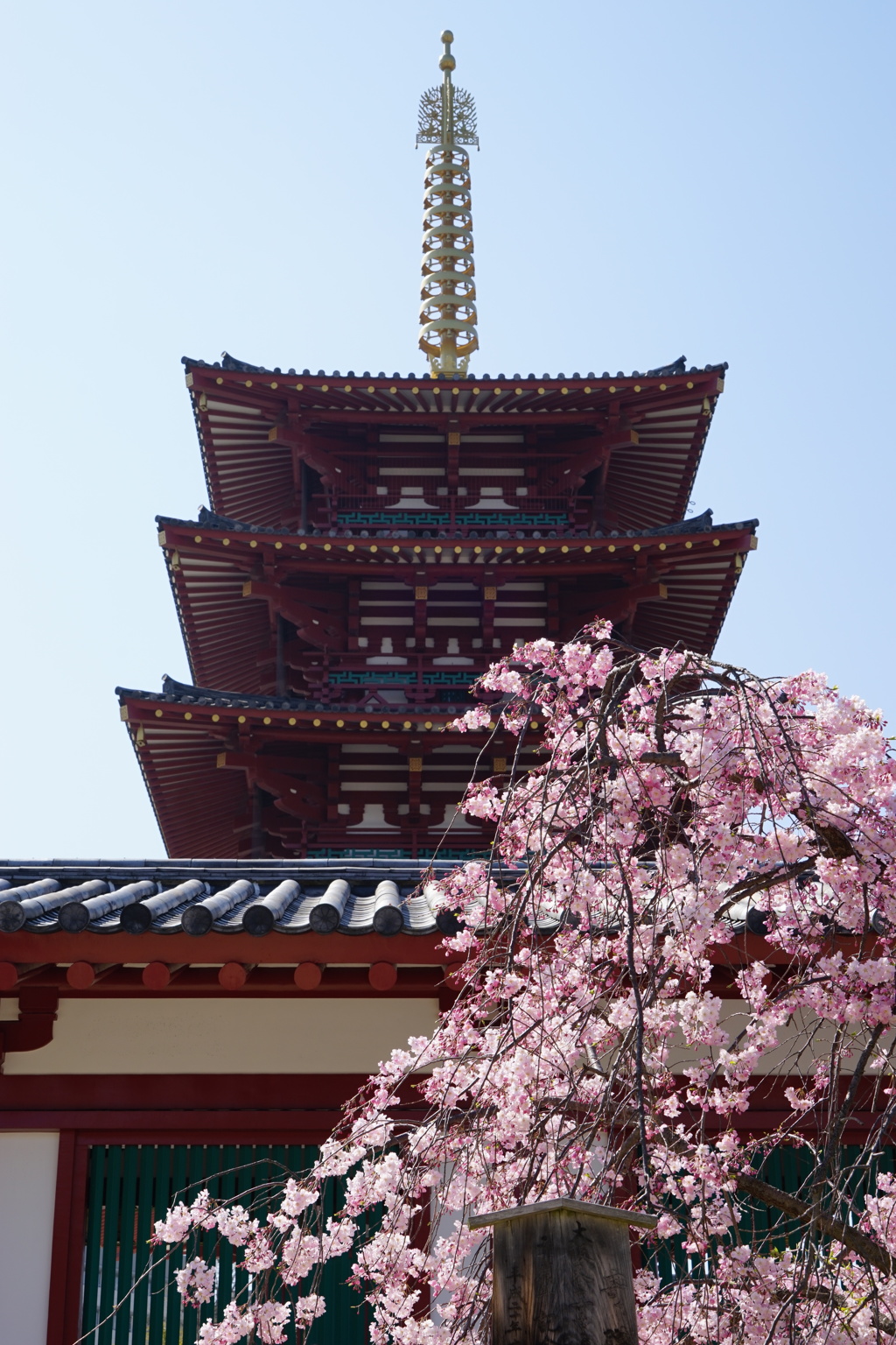 枝垂桜(東側)と五重塔