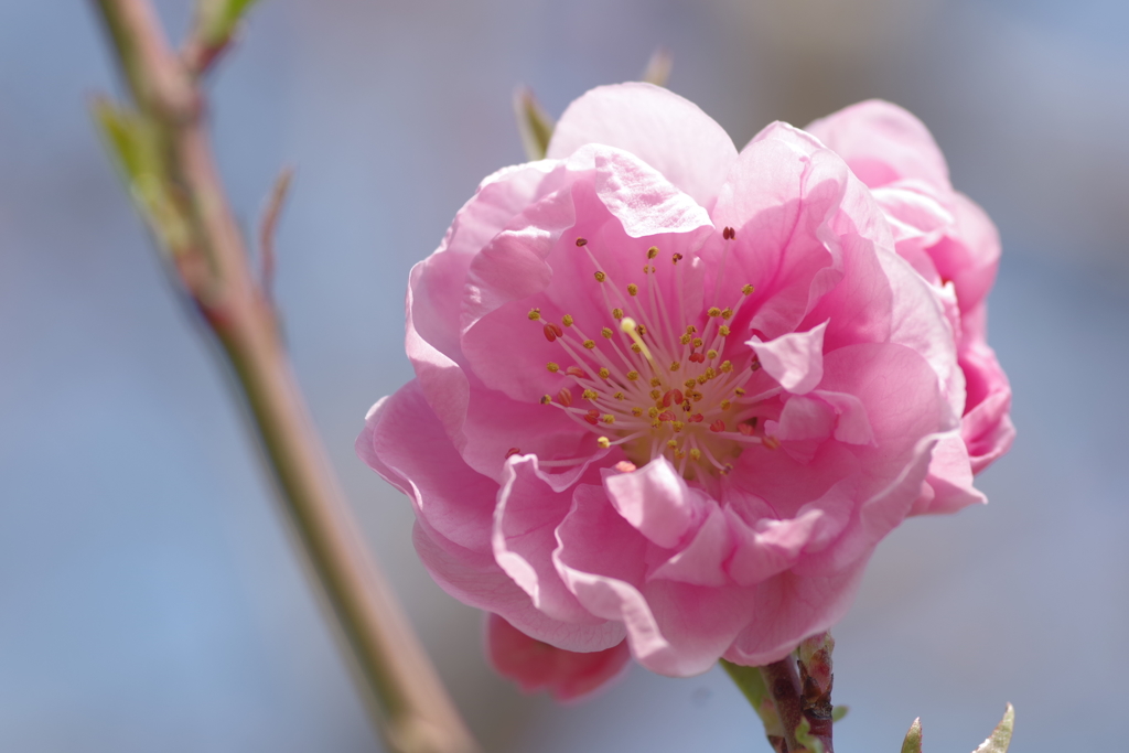 花桃-桃が池公園④