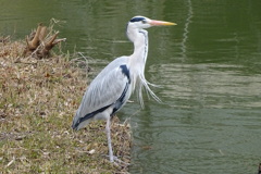 蒼鷺-桃が池公園