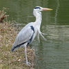 蒼鷺-桃が池公園