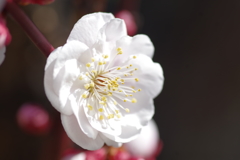 八重咲白梅開花