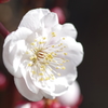 八重咲白梅開花