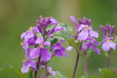 紫花菜-長居植物園