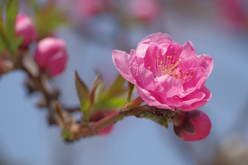 花桃-桃が池公園②