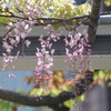 桃色野田藤-阪神野田駅前広場