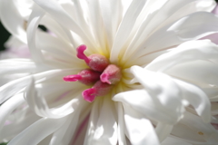 芍薬・雌蕊