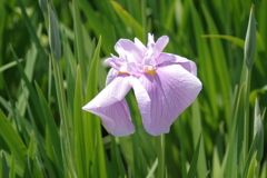 淡花菖蒲