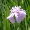 淡花菖蒲