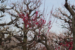 桃紅白梅の木