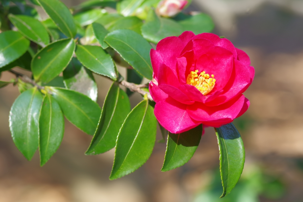 山茶花①