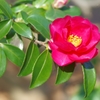 山茶花①