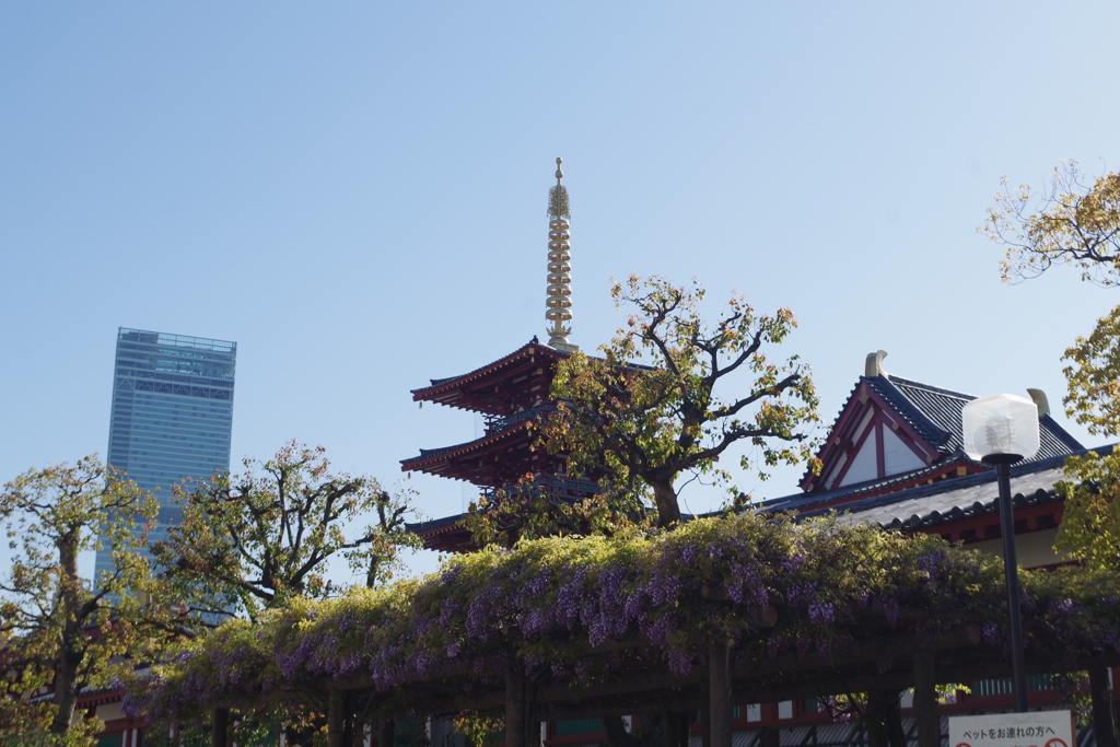 藤と新旧高層建築