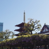 藤と新旧高層建築