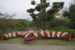 飾り菊-慶沢園 4