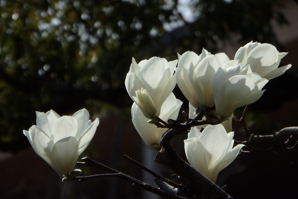 辛夷-天王寺公園