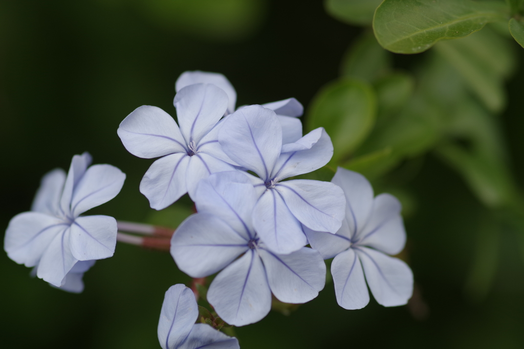 瑠璃茉莉