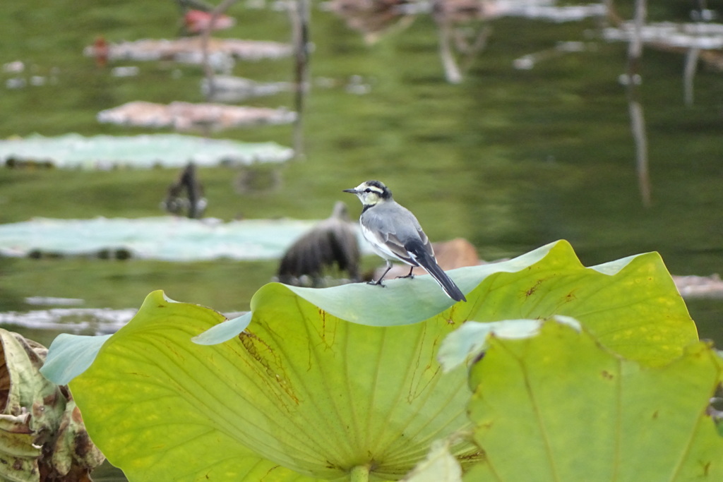 蓮葉の白鶺鴒