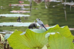 蓮葉の白鶺鴒
