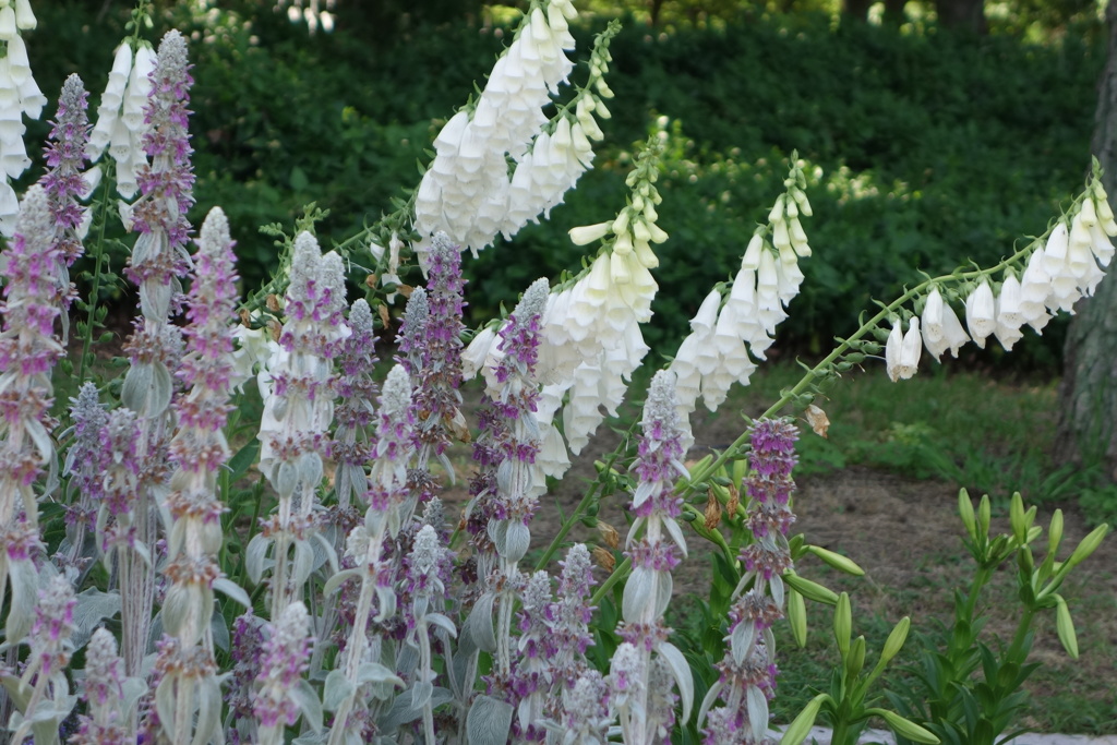 ジギタリス-長居植物園
