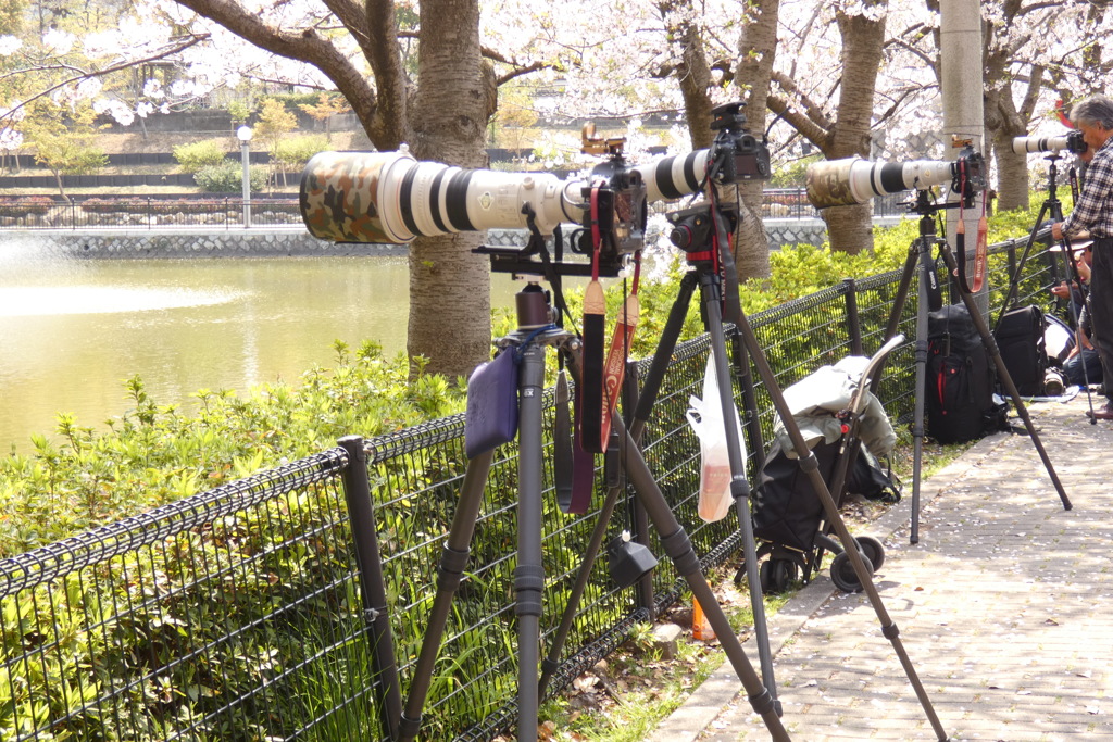 桜の下の照準器付バズーカ