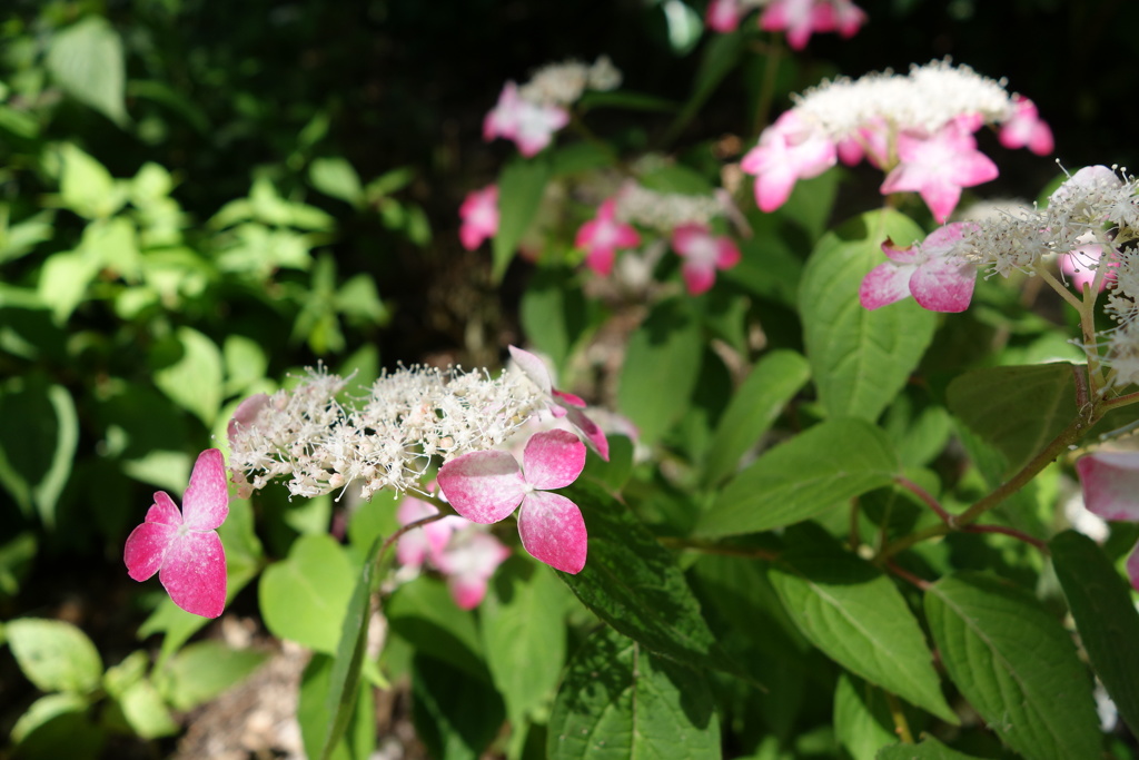紅-長居植物園