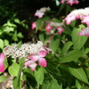 紅-長居植物園