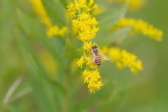 背高泡立草に蜜蜂