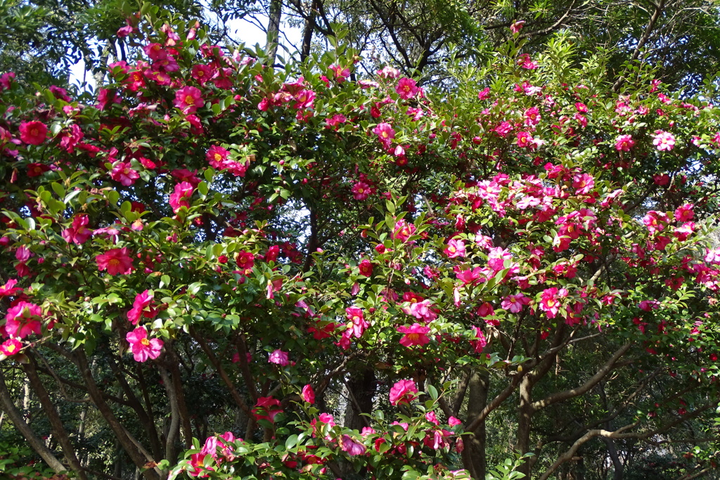 山茶花①