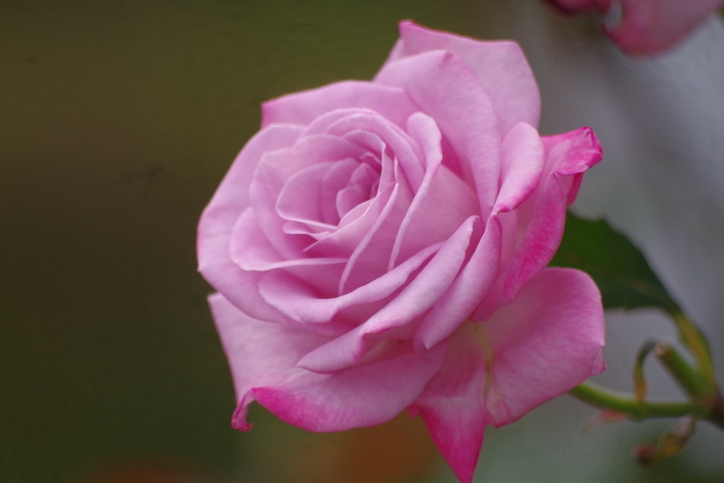 Pastel Mauve