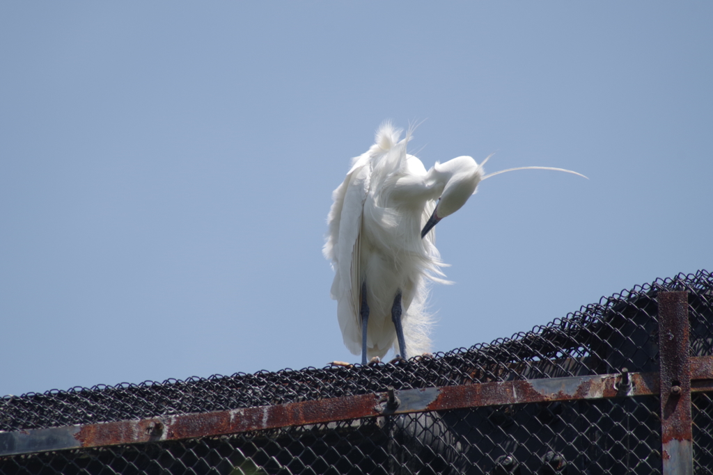 鳥舎の上で羽繕い