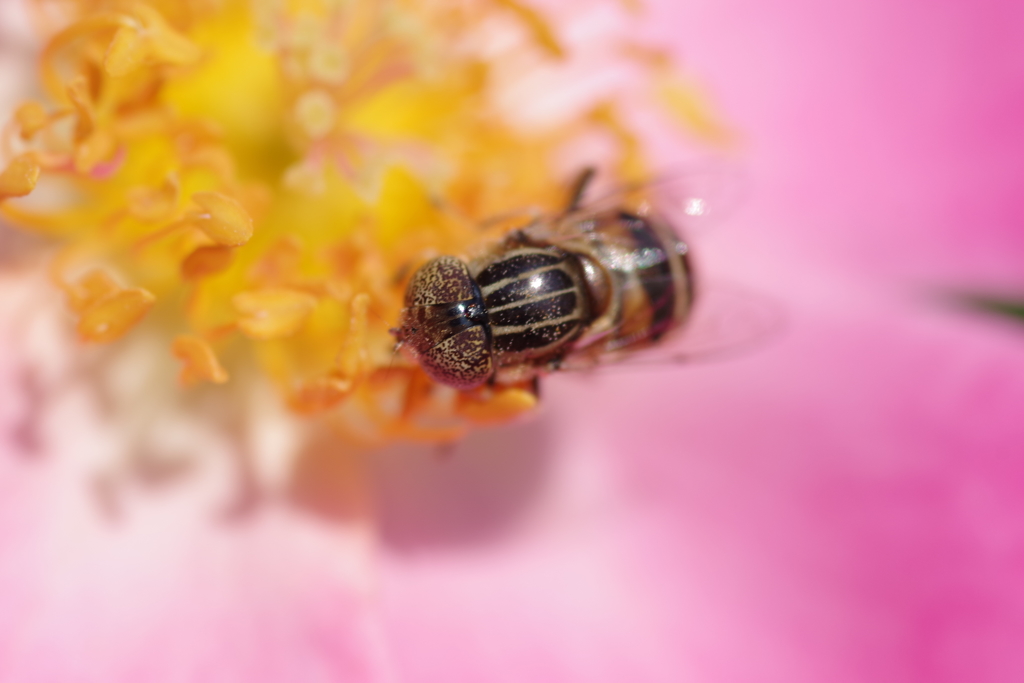 花虻異種改め黄腰花虻