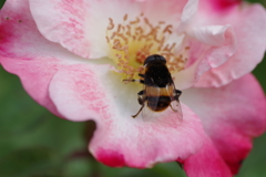 花霞に丸花虻