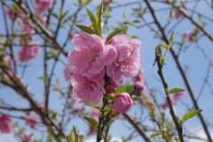 花桃-桃が池公園②