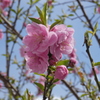 花桃-桃が池公園②