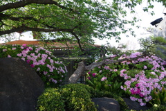 平戸躑躅-一心寺