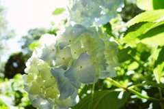 紫陽花-長居植物園